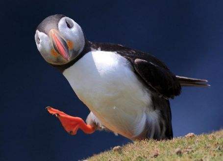 奇斯韦尔群岛 重要的鸟类栖息地